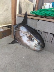 Masturus lanceolatus