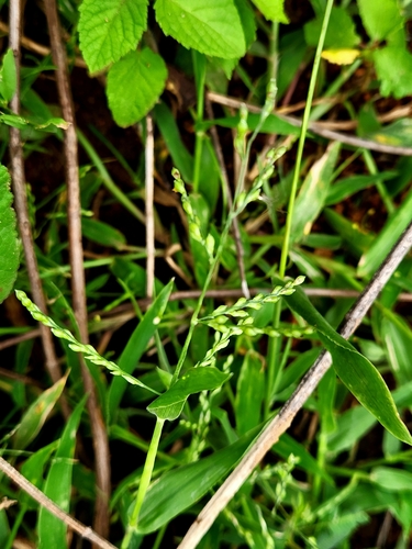 Urochloa ramosa iNat (1)