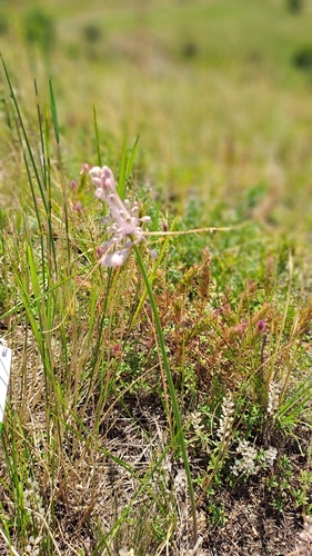 Allium podolicum