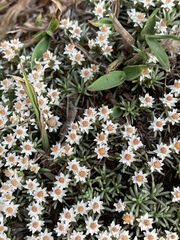 Helichrysum caespititium