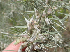 Aspalathus florifera