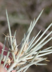 Aspalathus florifera