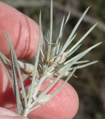 Aspalathus florifera