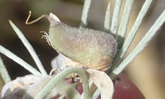 Aspalathus florifera