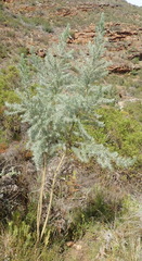 Aspalathus florifera