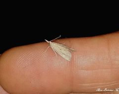 Eoreuma densellus