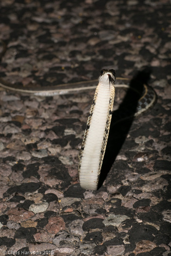 Black-necked Garter Snake, Jeff Davis County, TX, USA, photo 8 of 10