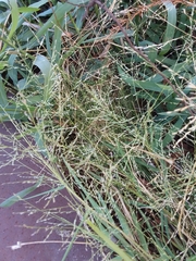 Eragrostis curtipedicellata