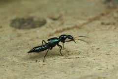 Paederus ornaticornis