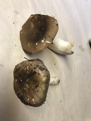 Russula pseudotsugarum