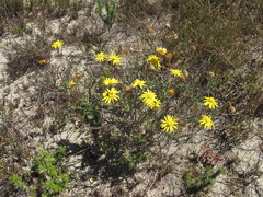 Ursinia discolor