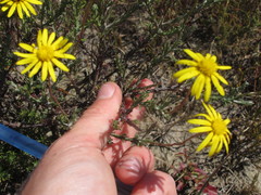 Ursinia discolor