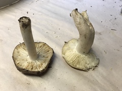 Russula pseudotsugarum