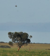 Cincloramphus cruralis