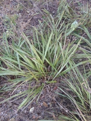 Paspalum langei