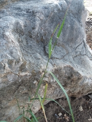 Dichanthium sericeum