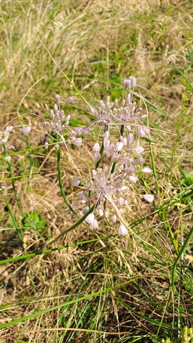 Allium podolicum