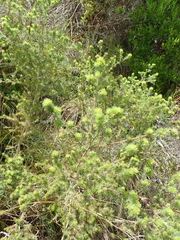 Aspalathus asparagoides asparagoides