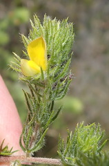 Aspalathus asparagoides asparagoides
