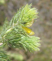 Aspalathus asparagoides asparagoides