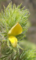 Aspalathus asparagoides asparagoides