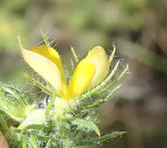 Aspalathus asparagoides asparagoides