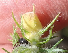 Aspalathus asparagoides asparagoides