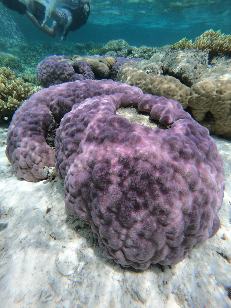 Pore Corals