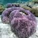 Corales de Dedos - Photo (c) Marlin Lee Ling, algunos derechos reservados (CC BY-NC), subido por Marlin Lee Ling