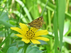 Ampittia dioscorides camertes