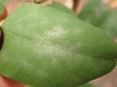 Erysiphe palczewskii