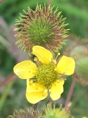 Geum macrophyllum perincisum
