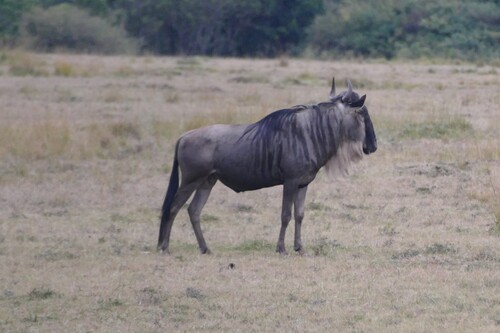 Blue wildebeest