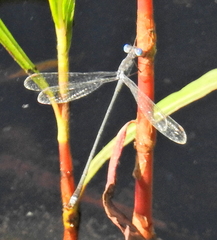 Lestes tridens