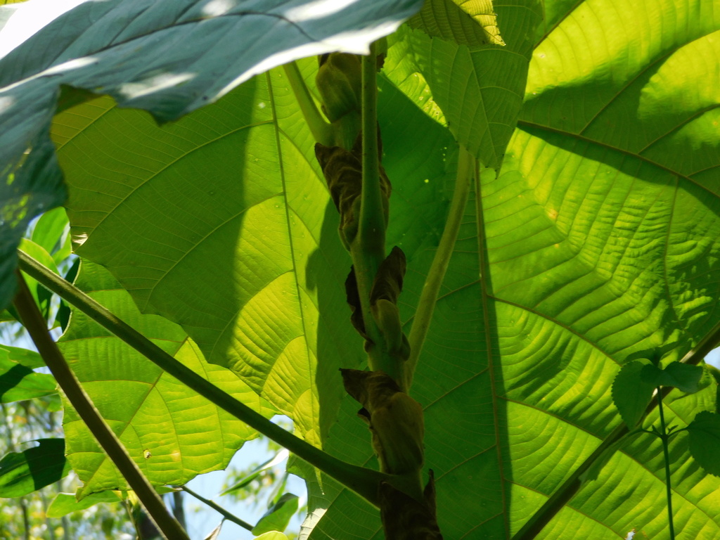 Macaranga gigantea (Macaranga gigantea)