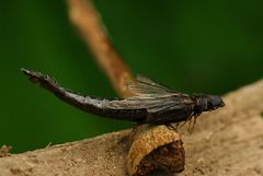 Lymexylidae