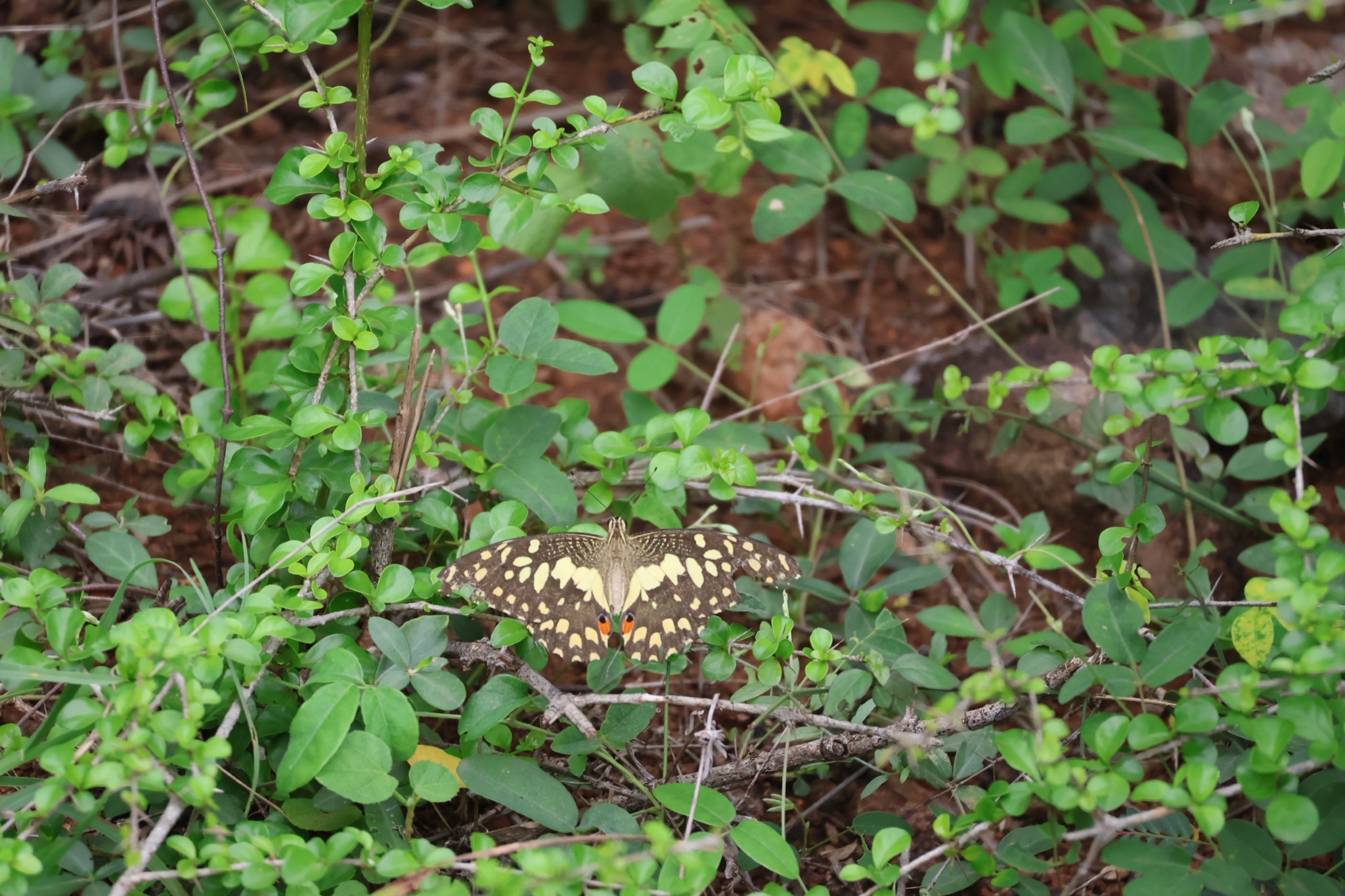 Lime Swallowtail