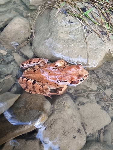 European Common Frog