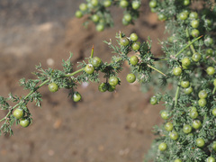 Asparagus stipulaceus