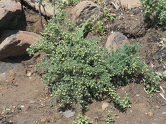 Asparagus stipulaceus