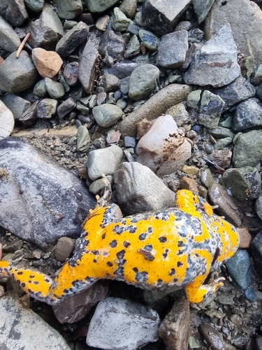 Yellow-bellied Toad