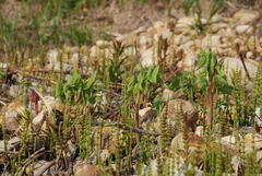 Parasenecio hastatus