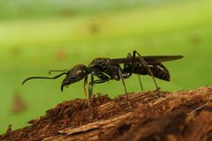 Neoponera aenescens