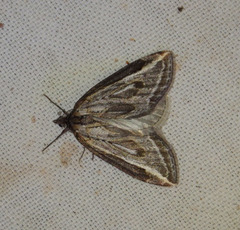 Chesias legatella