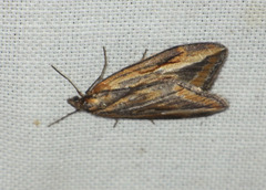 Chesias legatella