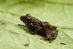 Pristimantis verecundus