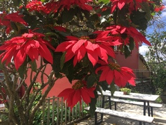 Euphorbia pulcherrima