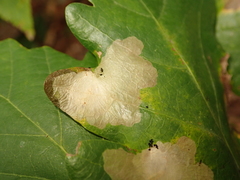 Tischeria ekebladella