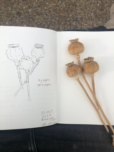 Papaver somniferum iNat (2)