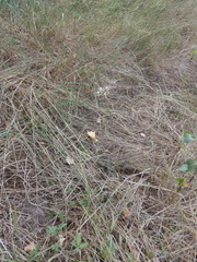 Allium pallens